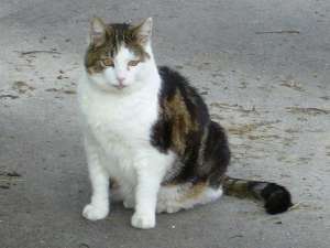 Grosses bild anzeigen 20060604 126.jpg